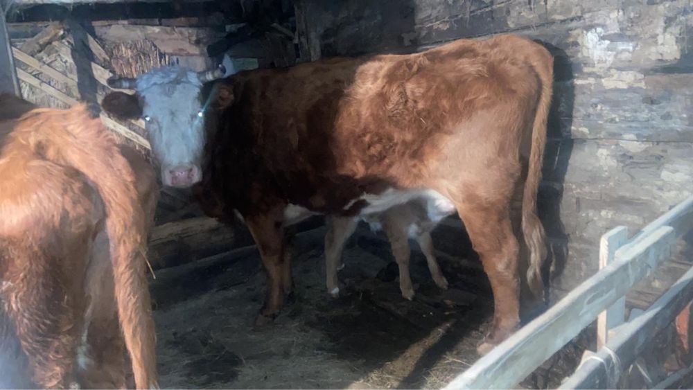 Коровы с телятами