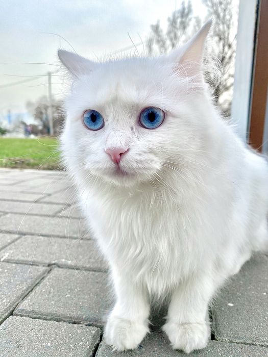 Ищем кота для невесты