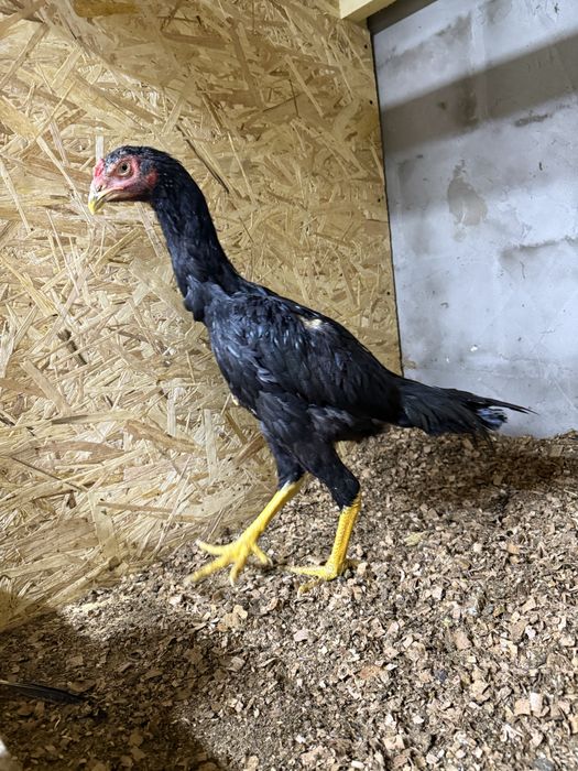 Продам цыпленка