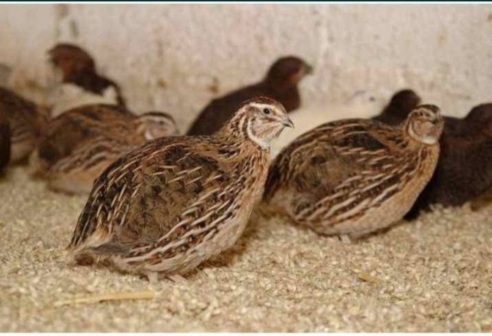 Bedana sotiladi dogip durgan  kasali yoq