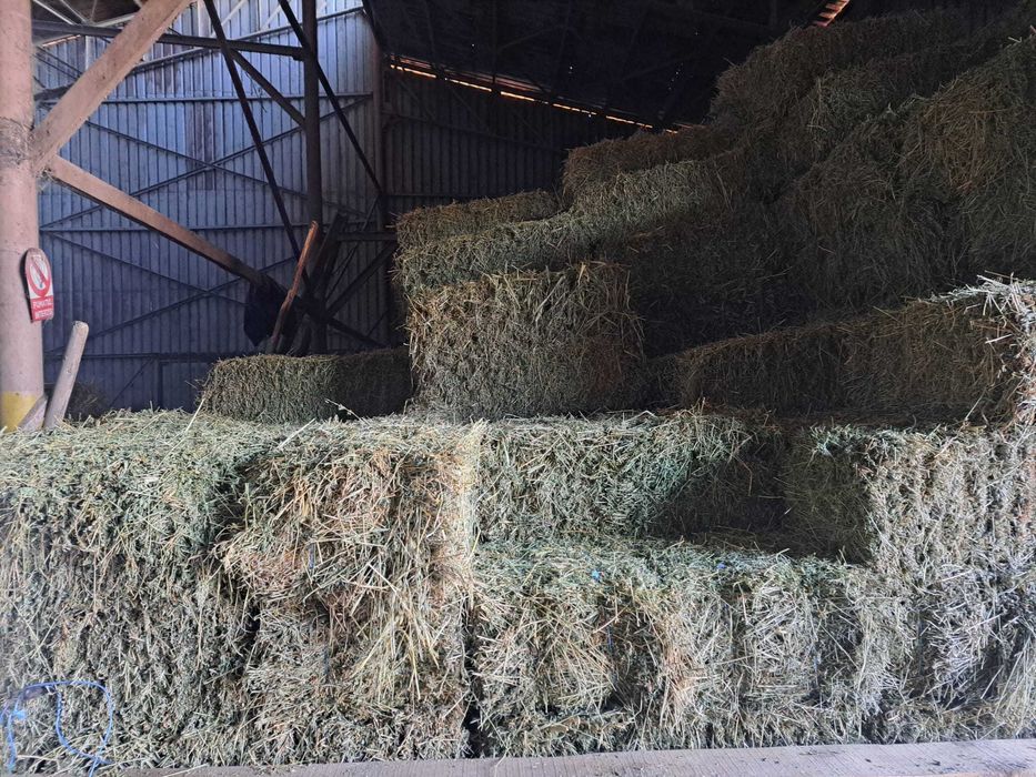 Vand lucerna coasa 1, 2 si 3 ,20lei,30lei si 35 lei balotul