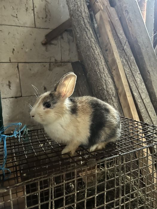 Vand pui iepurii