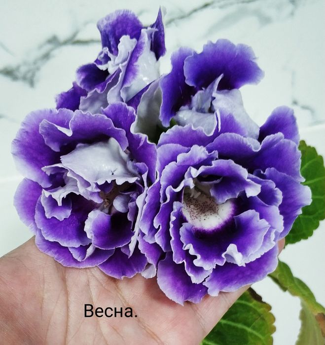 Цветущие глоксинии.