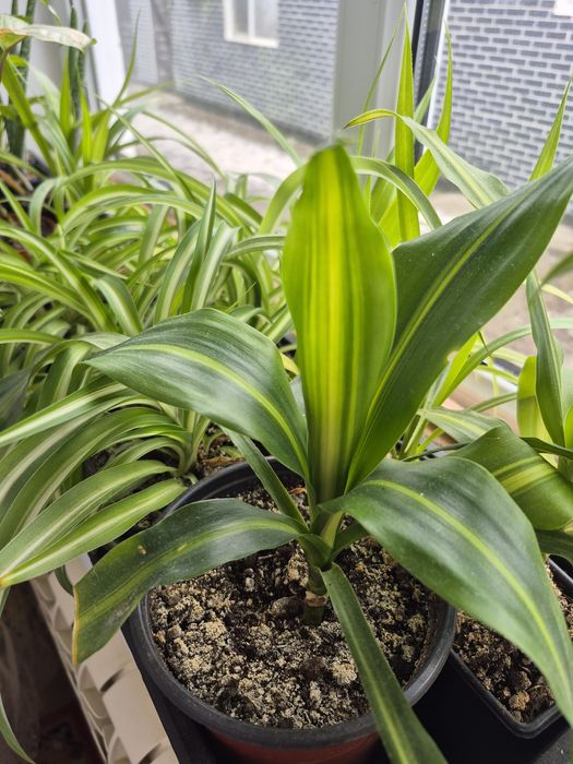 Продаются комнатные цветы