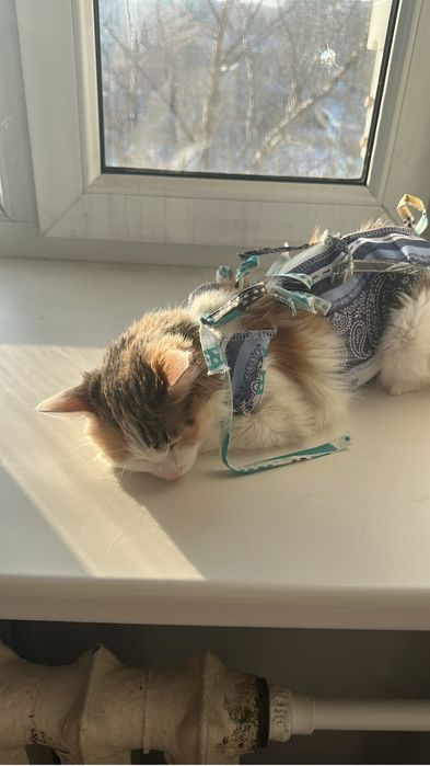 отдам кошечку в хорошие руки