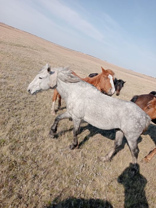Продам жеребца для смены крови