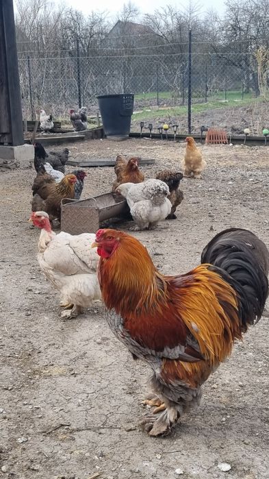 Ouă de la găini  Brahma pentru incubat