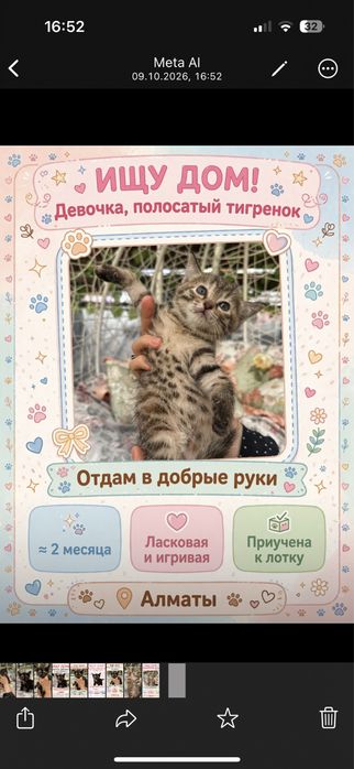 ИЩУ ДОМ! Полосатый тигренок