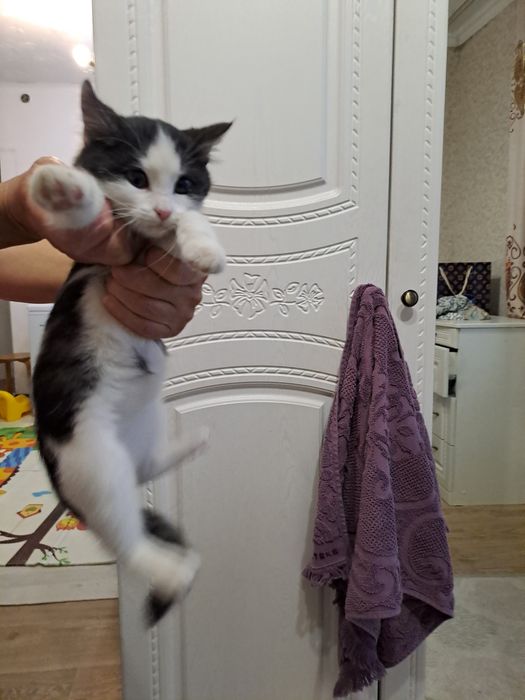 Кішкентай мысық бар ұрғашы