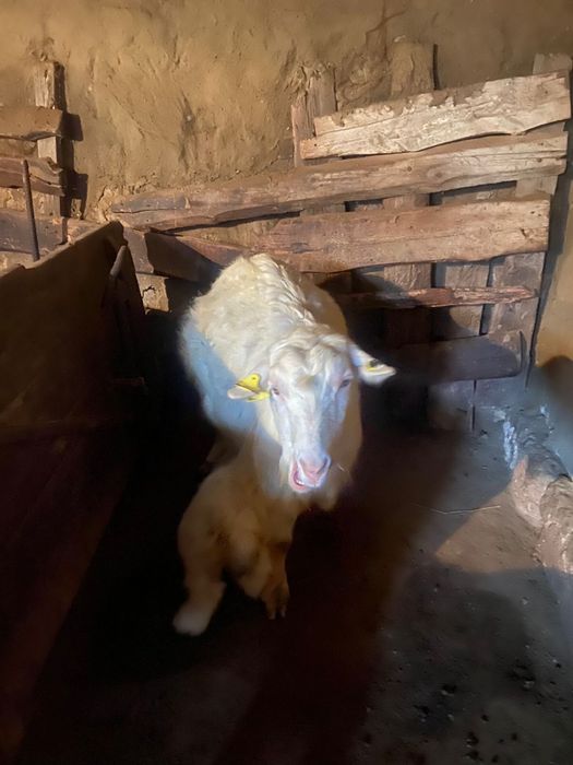 Қозылы қойлар. Лақты ешкілер, сатылады.