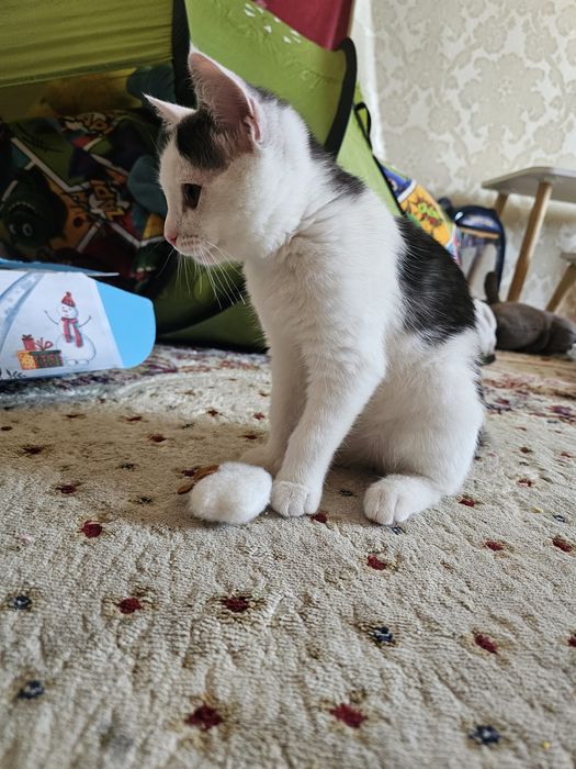 Отдам Котенок девочка