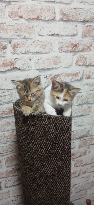 Продам котят, 1.5 месяца
