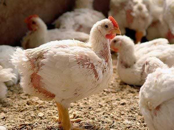 Pui alb și rasă mixtă rațe