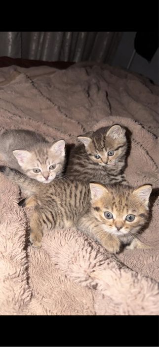 Шотландские котята