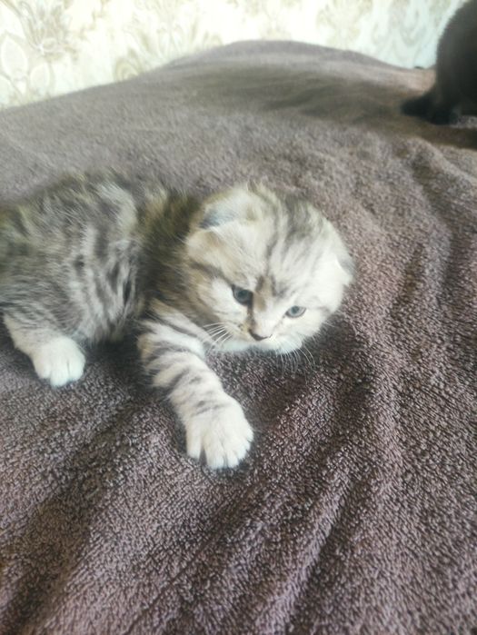 Шотландский котенок
