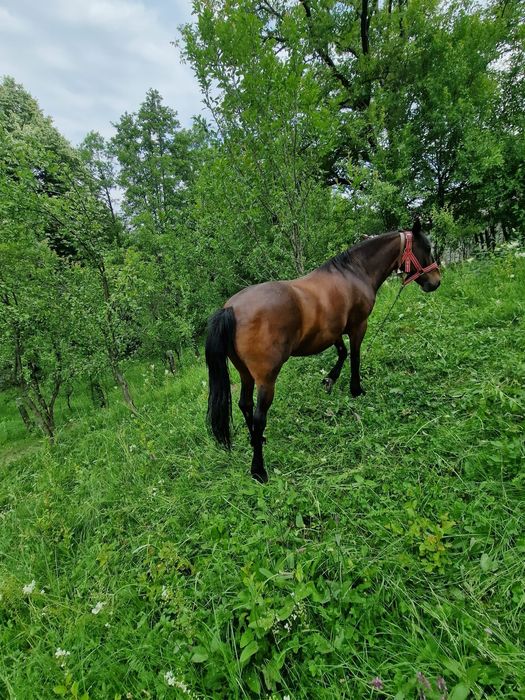 Iapa de vânzare 8 ani