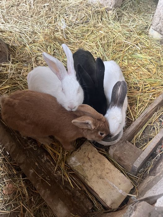 Продам кроликов