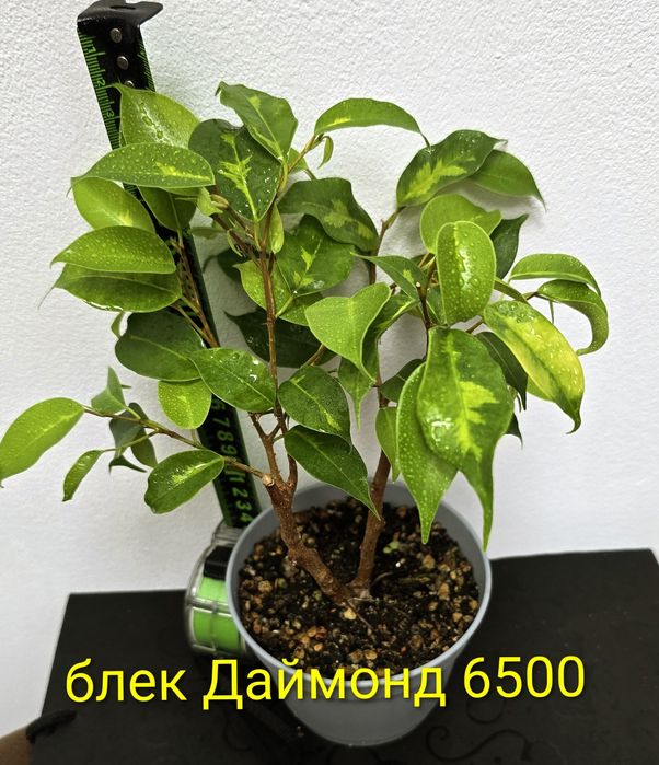 Фикусы разные, прекрасные