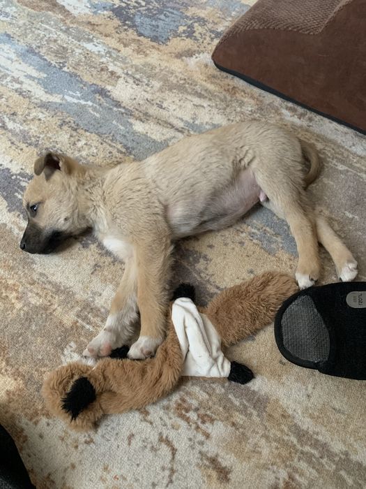 Отдам Щенка 2 месяца