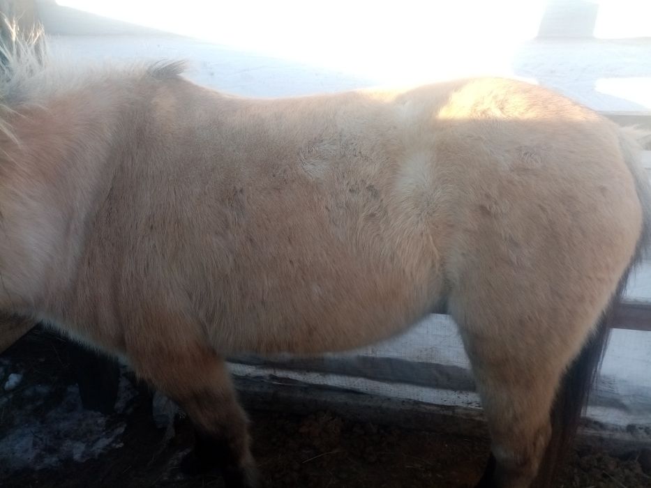 5жасар семиз бие сатылады