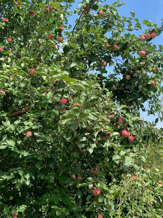 Продам Дачу. Сад Металлург