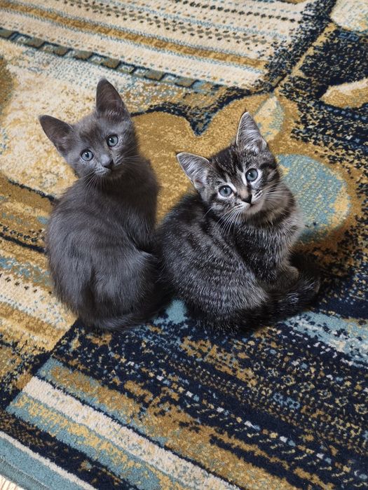 Котята породистые