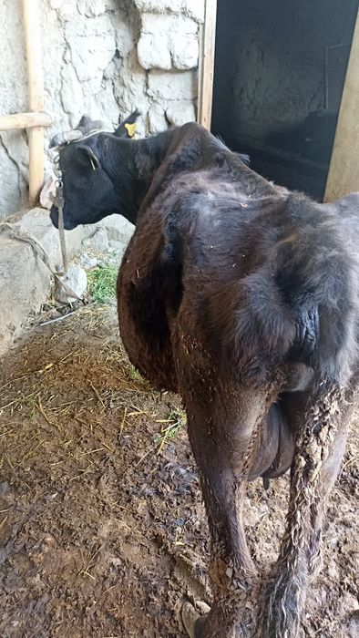 Ona bola sigir sotiladi