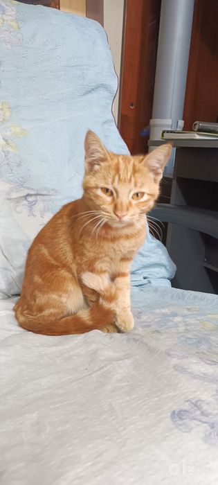 Отдам в в хорошие руки