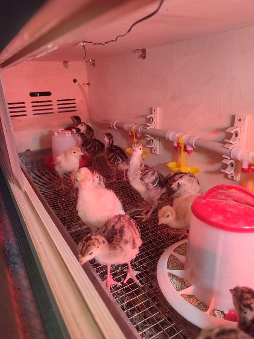 Индюшат на продажу