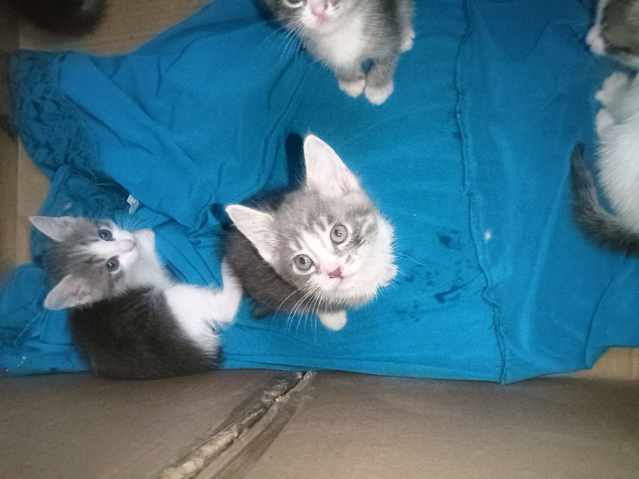 Отдам в хорошие руки