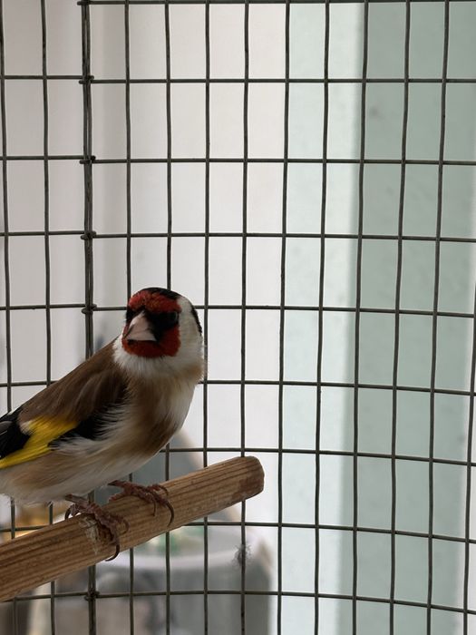 Kokil qushla sotladi Tel qilila kelishamiz