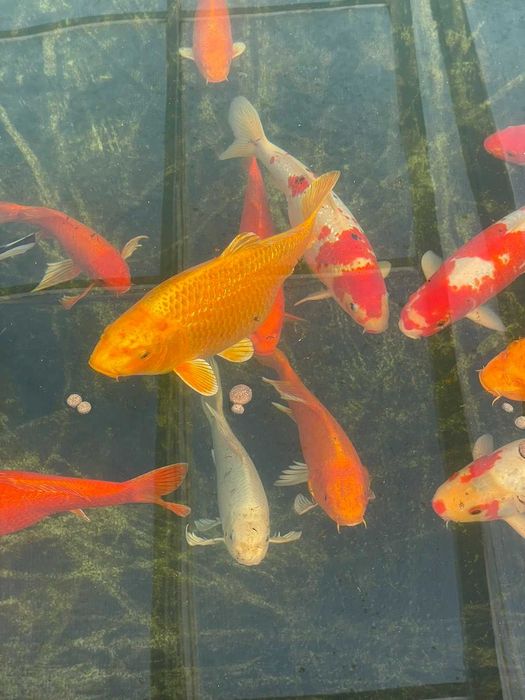 Езерни рибки кои