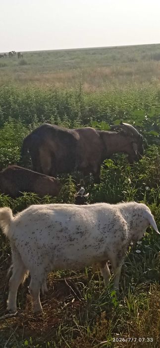 Продам коз семейство