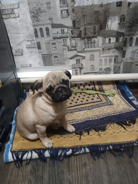 Собаки продажа мопс