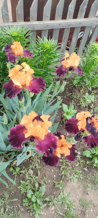 Цветы ирисы крупные