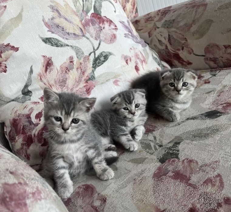 Вислоу-ПрямоуКотятки