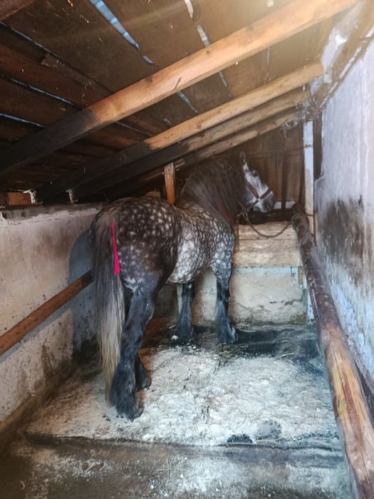 Harmasar de  vânzare