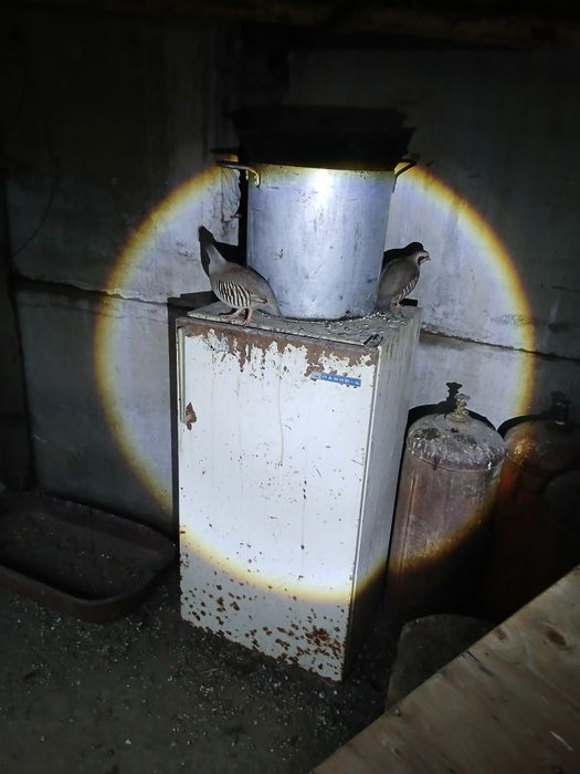 Кеклики          .