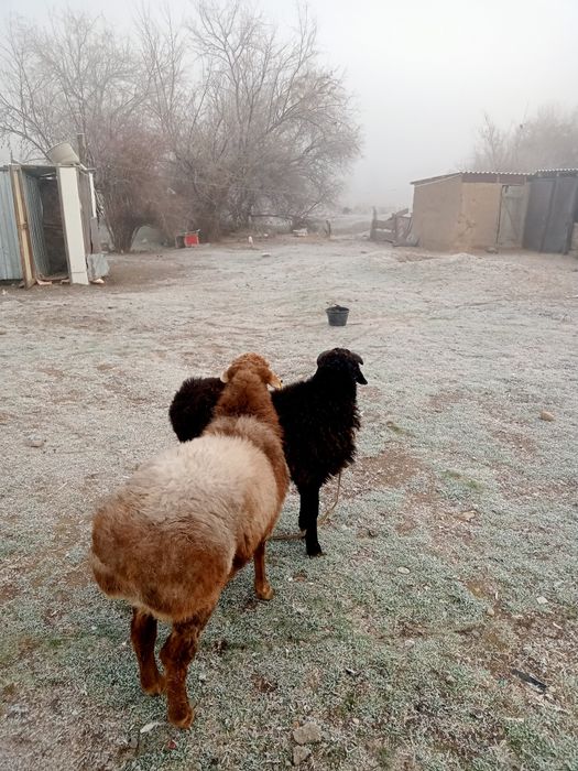 Қошқарлар сатылады