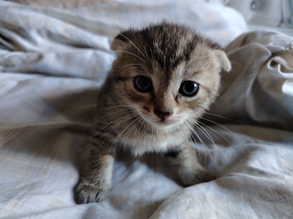 Отдам котят в добрые руки