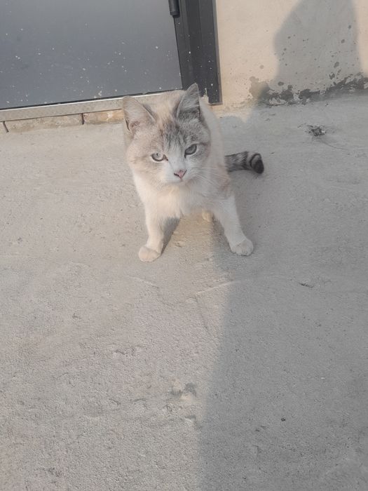 Отдам котёнка в хорошие руки