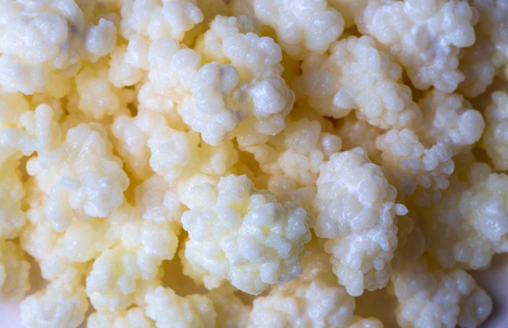 Тибетска гъба за кефир (kefir grains)