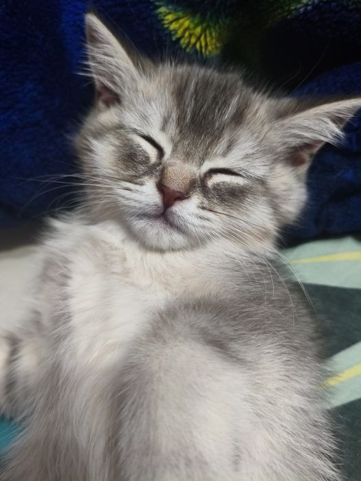 Продаётся котёнок шотландский  Scottish Straight  мальчик