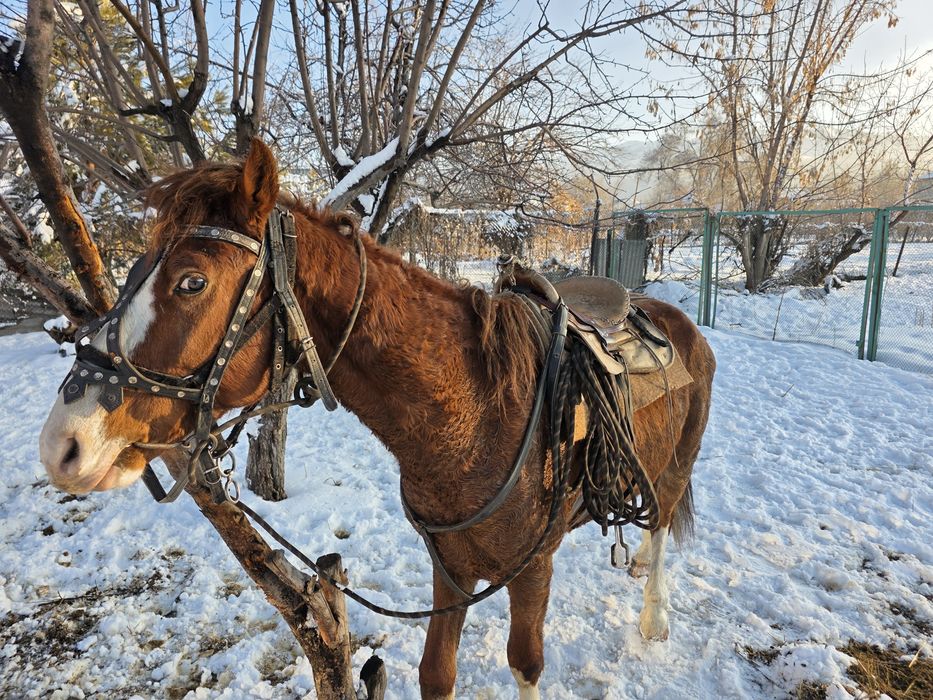 Айғыр, жеребец, бес каска.