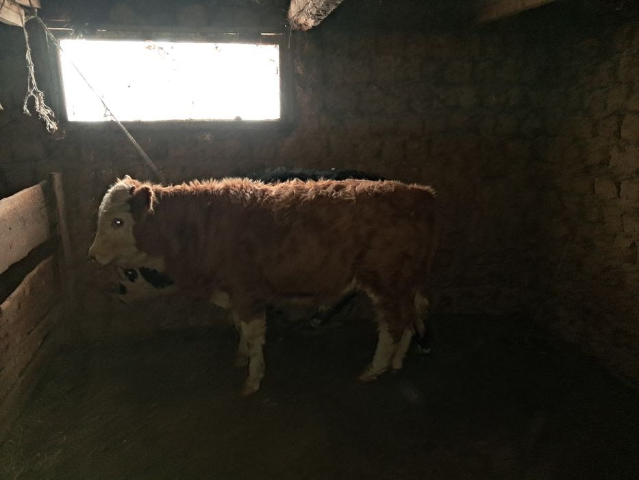 Подсос сатылады .