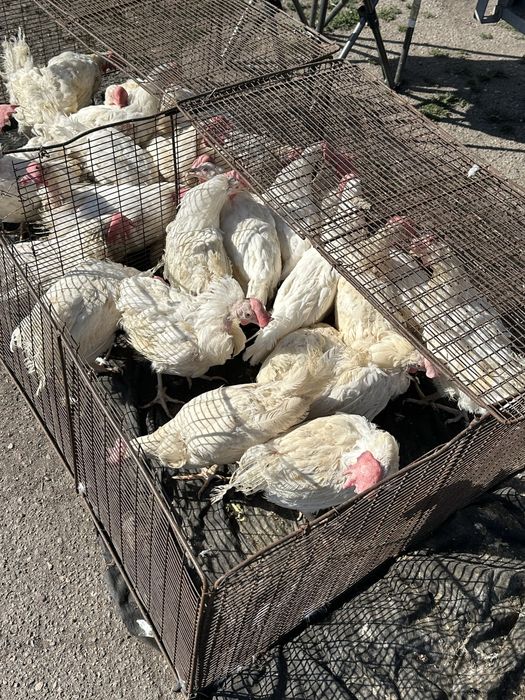 Продаю куры несушки