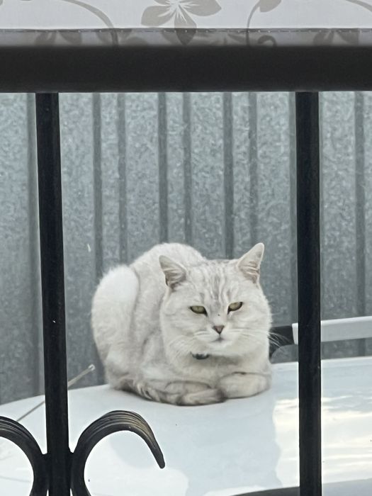 ПОТЕРЯЛСЯ кот британский район федоровки