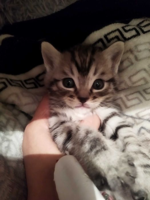 Котенок в добрые руки