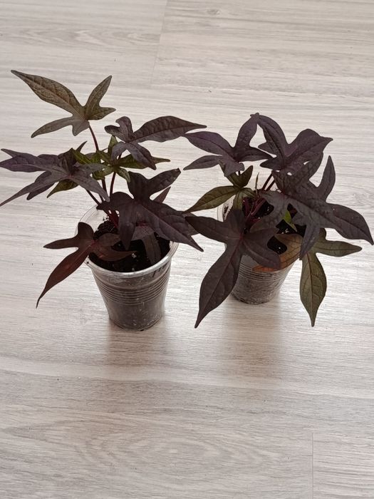 Продам комнатные цветы