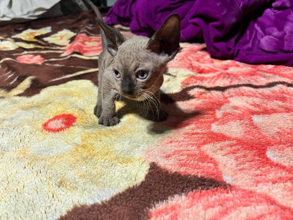 Продам   котят  цфинкс